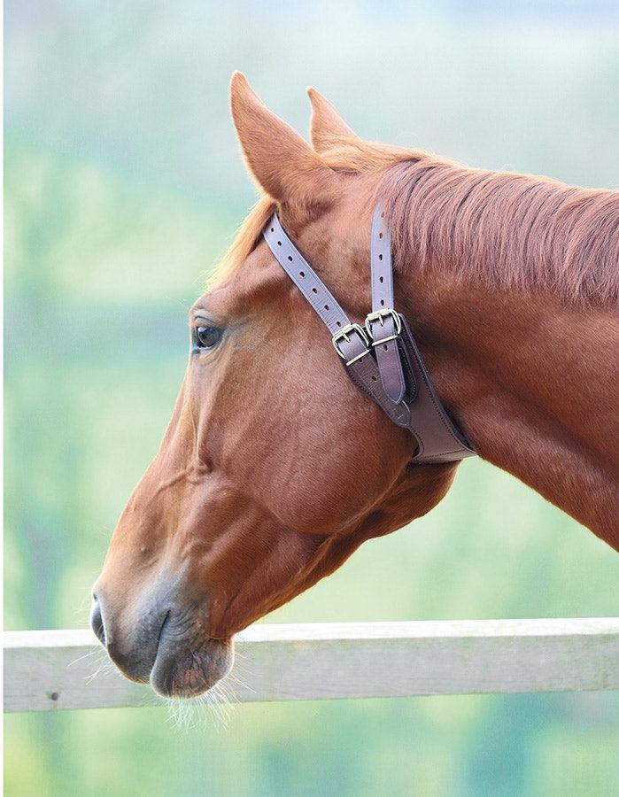 Shires Collier Anti Tiquer - SHOPHORSE